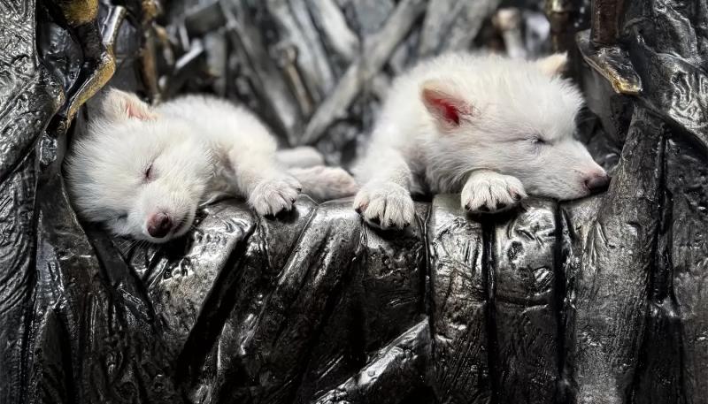 "Парк Юрского периода" отреагировал на возрождение Ужасного Волка